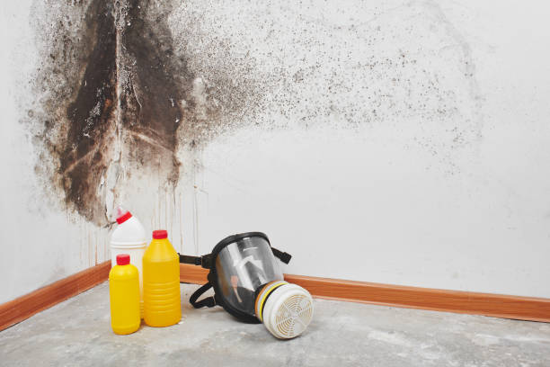 Professional Mold Removal in Ridgetop, TN