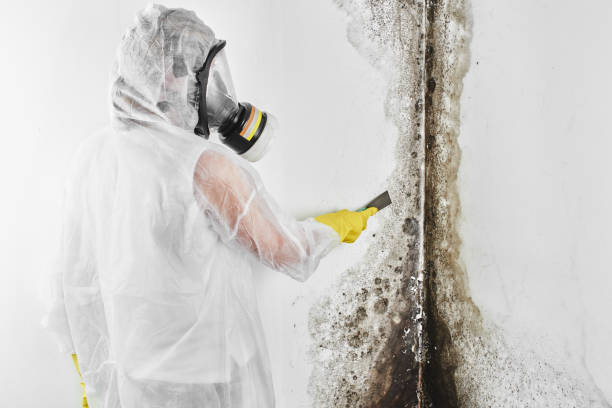 Best Local Mold Removal Service  in Ridgetop, TN