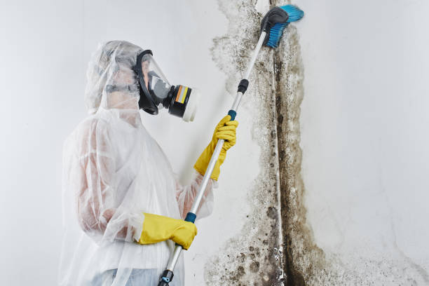 Best Mold Removal and Inspection  in Ridgetop, TN