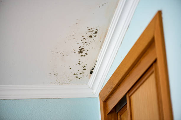 Best Residential Mold Removal  in Ridgetop, TN