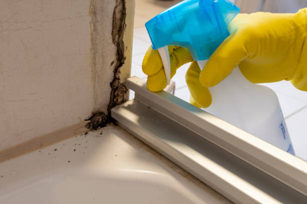 Best Mold Damage Repair  in Ridgetop, TN