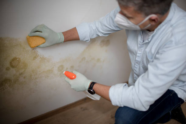 Best Office Mold Removal Services  in Ridgetop, TN