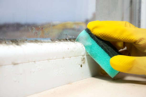 Best Fast Mold Removal  in Ridgetop, TN