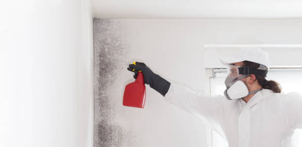 Best Toxic Mold Removal  in Ridgetop, TN