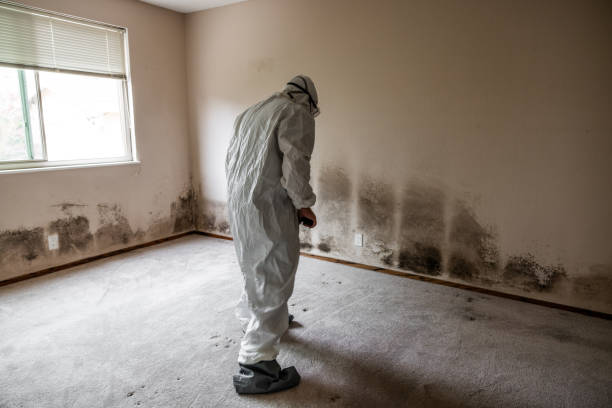 Best Mold Remediation Services  in Ridgetop, TN