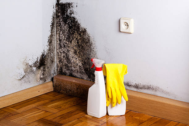 Mold Testing and Removal in Ridgetop, TN