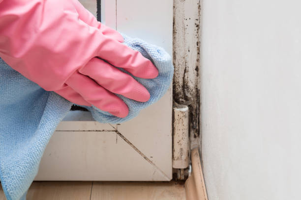 Best Mold Remediation  in Ridgetop, TN